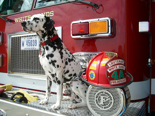 Fire Dog