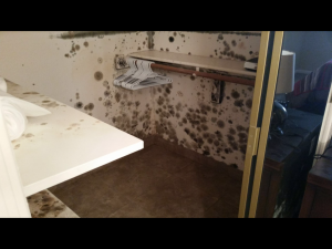 Mold Walkin Closet