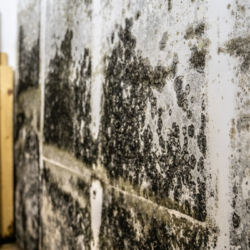 hidden mold growing in wall