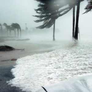 hurricane winds blowing trees near the beach