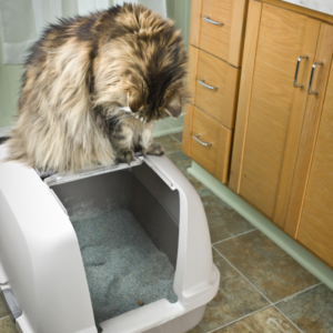 cat sitting on litter box