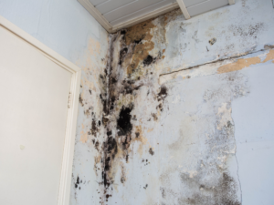 mold on wall