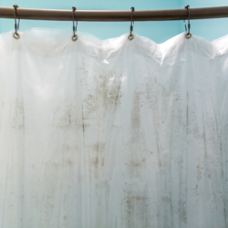 mildew on shower curtain